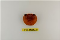 藏品(白紋方蟹)的圖片